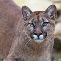 slides/IMG_2257.jpg wildlife, feline, big cat, cat, predator, fur, spot, puma, mountain lion, eye, blue, cougar WBCW65 - Puma - Mountain Lion